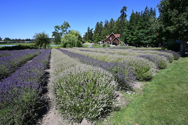 Sequim